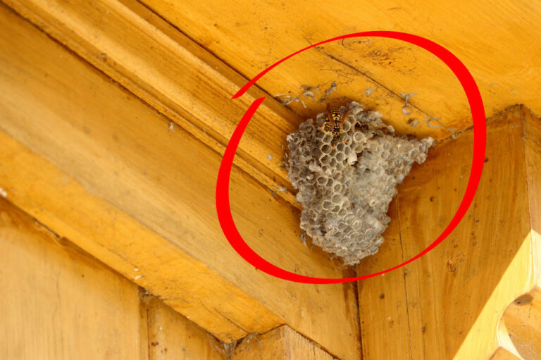 Wiosna to nie tylko kwiaty i śpiew ptaków. Uwaga na osy i szerszenie!